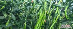线椒种植技术与管理，每亩产量一般是多少