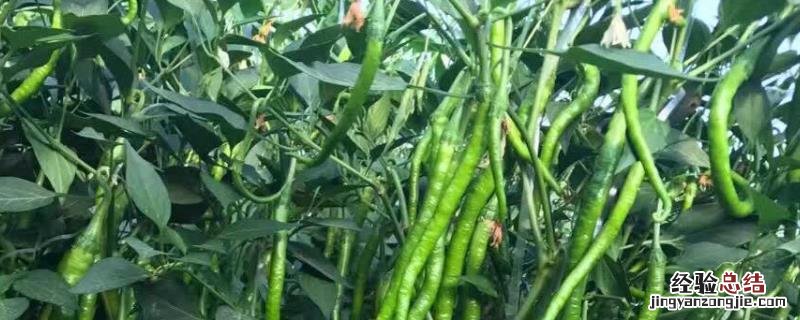 线椒种植技术与管理,每亩产量一般是多少