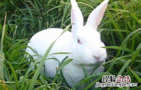兔子初次养殖的注意事项是什么 兔子初次养殖的注意事项