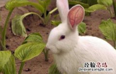 小兔断奶后要注意什么 獭兔小兔早断奶管理技术