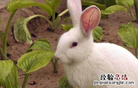 小兔断奶后要注意什么 獭兔小兔早断奶管理技术