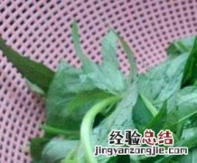 烀地瓜怎么做好吃窍门 地瓜蔓怎么做好吃