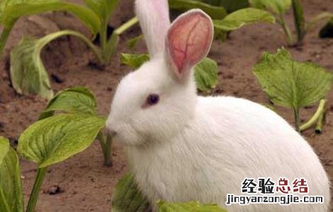 新手适合养兔子吗 新手养兔的几个小忌讳