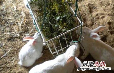 新手适合养兔子吗 新手养兔的几个小忌讳
