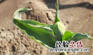 腊梅种子怎么种 黄色腊梅种子怎么种