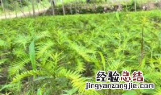 摇钱树苗怎么种 饥荒联机版摇钱树苗怎么种