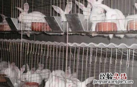 獭兔是家兔吗 獭兔和家兔的习性区别