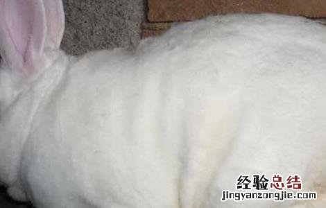 獭兔是家兔吗 獭兔和家兔的习性区别