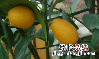羊奶桔树的养殖方法和注意事项 羊奶桔树的养殖方法和注意事项视频