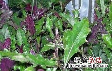 红皮菜的功效与作用图片 红皮菜的功效与作用