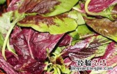 红皮菜的功效与作用图片 红皮菜的功效与作用