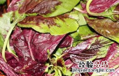 红皮菜的功效与作用图片 红皮菜的功效与作用