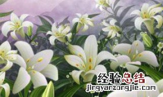 芳香百合怎么种 百合怎么种