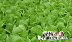 白菜怎么种 白菜怎么种才能长得好