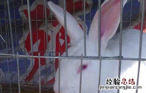 家兔冬季养殖的防疫工作 家兔冬季养殖的防疫工作是什么