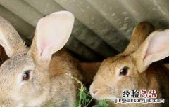 兔子真菌脱毛 家兔真菌性脱毛的防治办法