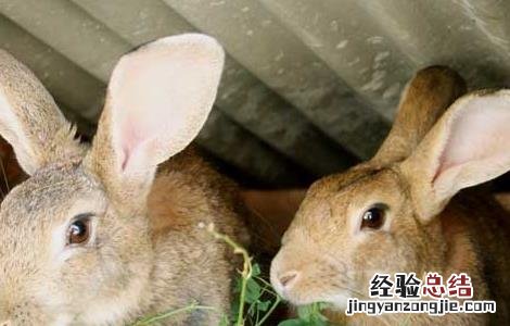 兔子真菌脱毛 家兔真菌性脱毛的防治办法