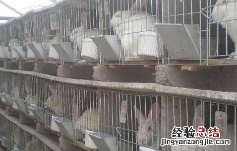 兔子真菌脱毛 家兔真菌性脱毛的防治办法
