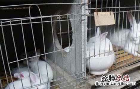 兔子真菌脱毛 家兔真菌性脱毛的防治办法