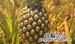 菠萝怎么种植水培 菠萝怎么种