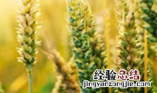 小麦怎么种 小麦怎么种才能高产