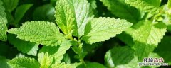 新鲜薄荷怎样食用 新鲜薄荷如何食用
