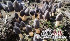 羊肚菌种植可行性研究报告 羊肚菌种植