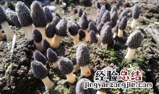 羊肚菌种植可行性研究报告 羊肚菌种植