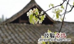 清明节是什么节气 清明节是什么节气前后