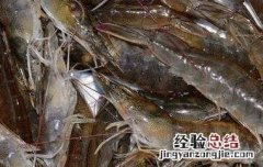 基围虾的营养价值 斑节虾和基围虾的营养价值