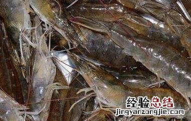 基围虾的营养价值 斑节虾和基围虾的营养价值