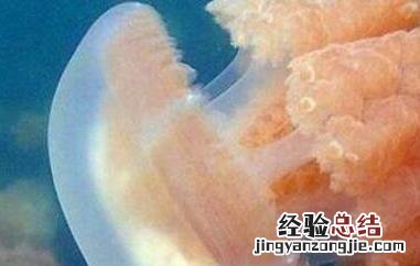 海蜇和水母的区别 海蜇和水母的区别视频