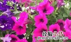 鲜花怎样才能开的长久 怎么养鲜花能开得久开得艳