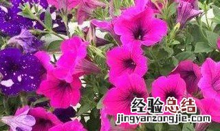 鲜花怎样才能开的长久 怎么养鲜花能开得久开得艳