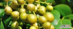 怎么腌黄皮果 怎样腌制山黄皮果