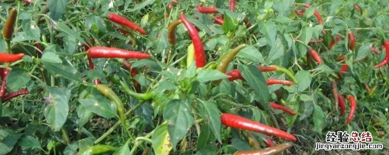 小米辣种植技术与管理，小米辣种植的地区主要在哪里