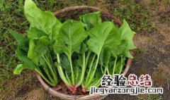 菠菜如何长期保存方法 菠菜如何长期保存