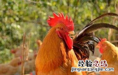 三黄鸡的功效与禁忌 三黄鸡的功用及禁忌人群