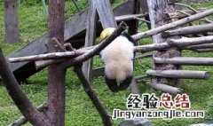 大熊猫禄禄介绍 熊猫禄禄仔死亡视频