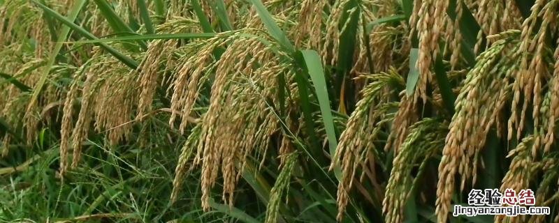 荃优822产量表现,附品种介绍 荃优727品种如何