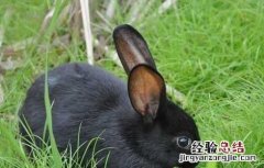 如何提高母兔受孕率 提高母兔受孕率肥肥预混料