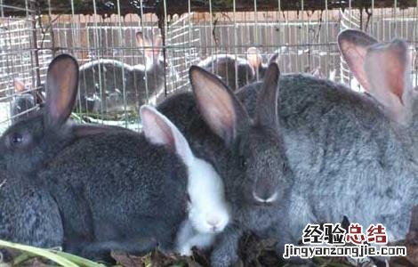 如何提高母兔受孕率 提高母兔受孕率肥肥预混料