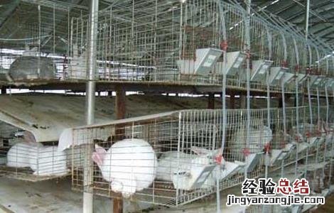 獭兔蛲虫病的防治方法 兔子蛲虫病怎么治疗