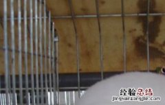 肉兔的养殖和管理 肉兔养殖的饲养原则