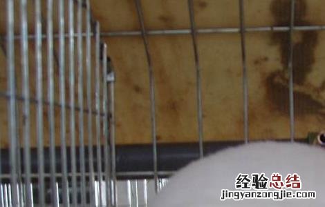 肉兔的养殖和管理 肉兔养殖的饲养原则