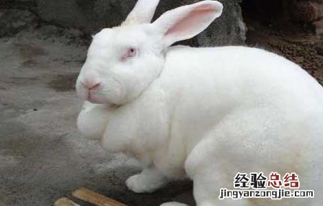 肉兔的养殖和管理 肉兔养殖的饲养原则
