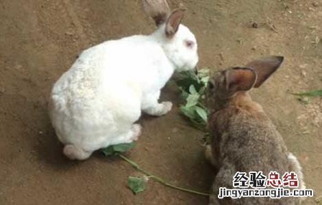 喂养兔子的注意事项 兔子养殖饲喂注意事项