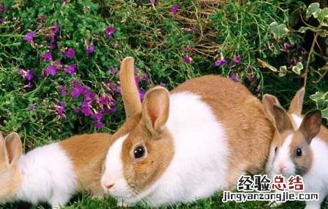 母兔难产的原因有哪些 母兔难产的预防措施