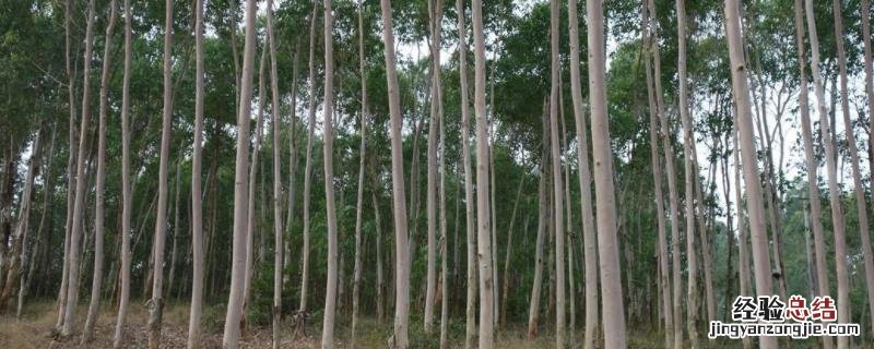 速生桉100亩收入多少，速生桉种植最佳株行距离是多少