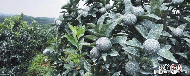 涂白剂的使用方法 涂白剂配方，涂白剂的作用是什么